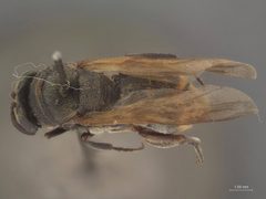 Leucospis xylocopae by the Smithsonian. Used under a CC0 license.