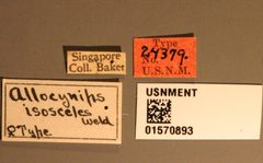 Allocynips isosceles by the Smithsonian. Used under a CC0 license.