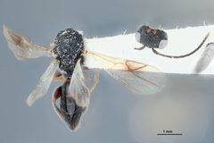 Paramblynotus virginianus by the Smithsonian. Used under a CC0 license.