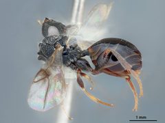 Paramblynotus virginianus by the Smithsonian. Used under a CC0 license.