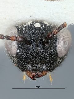 Paramblynotus virginianus by the Smithsonian. Used under a CC0 license.