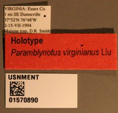 Paramblynotus virginianus by the Smithsonian. Used under a CC0 license.