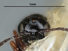 Sarothrus nasoni by the Smithsonian. Used under a CC0 license.