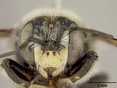 Anthidium banningense by the Smithsonian. Used under a CC0 license.
