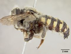 Anthidium banningense by the Smithsonian. Used under a CC0 license.