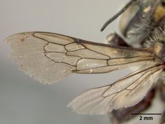 Anthidium banningense by the Smithsonian. Used under a CC0 license.