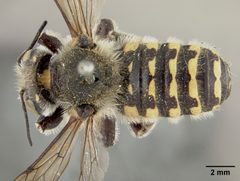 Anthidium banningense by the Smithsonian. Used under a CC0 license.