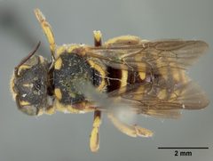 Anthidium consimile by the Smithsonian. Used under a CC0 license.