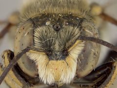 Anthidium zamoranicum by the Smithsonian. Used under a CC0 license.