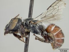 Ashmeadiella (Arogochila) barberi by the Smithsonian. Used under a CC0 license.
