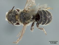 Ashmeadiella curriei by the Smithsonian. Used under a CC0 license.
