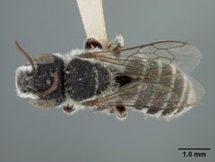 Ashmeadiella echinocerei by the Smithsonian. Used under a CC0 license.