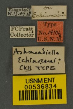 Ashmeadiella echinocerei by the Smithsonian. Used under a CC0 license.