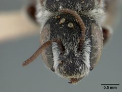 Ashmeadiella echinocerei by the Smithsonian. Used under a CC0 license.