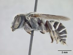 Ashmeadiella maxima by the Smithsonian. Used under a CC0 license.