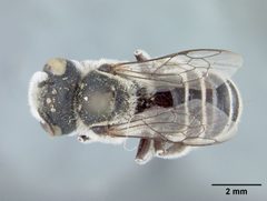 Ashmeadiella maxima by the Smithsonian. Used under a CC0 license.