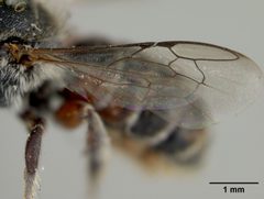 Chelostoma australis by the Smithsonian. Used under a CC0 license.