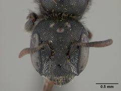 Chelostoma minuta by the Smithsonian. Used under a CC0 license.