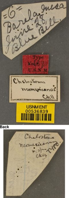 Chelostoma neomexicana by the Smithsonian. Used under a CC0 license.