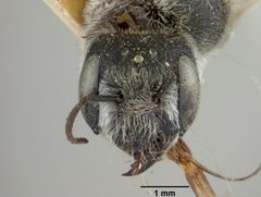 Chelostoma neomexicana by the Smithsonian. Used under a CC0 license.