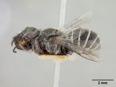 Chelostoma neomexicana by the Smithsonian. Used under a CC0 license.