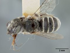 Chelostoma neomexicana by the Smithsonian. Used under a CC0 license.