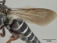 Coelioxys banksi by the Smithsonian. Used under a CC0 license.