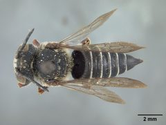 Coelioxys banksi by the Smithsonian. Used under a CC0 license.