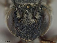 Coelioxys banksi by the Smithsonian. Used under a CC0 license.