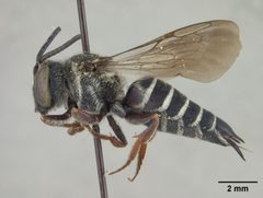 Coelioxys banksi by the Smithsonian. Used under a CC0 license.