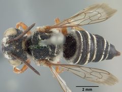 Coelioxys coquilletti by the Smithsonian. Used under a CC0 license.