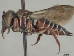 Coelioxys costaricensis by the Smithsonian. Used under a CC0 license.