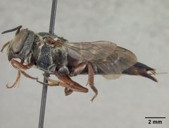 Coelioxys hunteri by the Smithsonian. Used under a CC0 license.