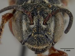 Coelioxys hunteri by the Smithsonian. Used under a CC0 license.