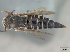 Coelioxys hunteri by the Smithsonian. Used under a CC0 license.