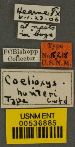 Coelioxys hunteri by the Smithsonian. Used under a CC0 license.