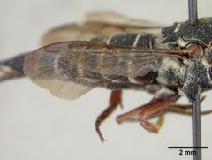 Coelioxys hunteri by the Smithsonian. Used under a CC0 license.