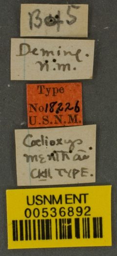 Coelioxys menthae by the Smithsonian. Used under a CC0 license.