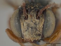 Coelioxys menthae by the Smithsonian. Used under a CC0 license.
