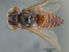 Coelioxys menthae by the Smithsonian. Used under a CC0 license.