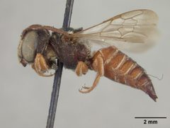 Coelioxys menthae by the Smithsonian. Used under a CC0 license.