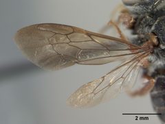 Coelioxys obtusiventris by the Smithsonian. Used under a CC0 license.