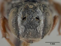 Coelioxys obtusiventris by the Smithsonian. Used under a CC0 license.