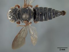 Coelioxys obtusiventris by the Smithsonian. Used under a CC0 license.