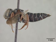 Coelioxys obtusiventris by the Smithsonian. Used under a CC0 license.
