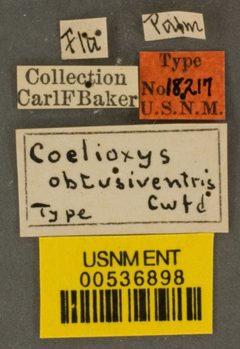 Coelioxys obtusiventris by the Smithsonian. Used under a CC0 license.