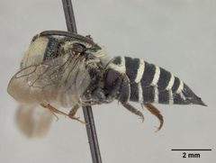 Coelioxys piercei by the Smithsonian. Used under a CC0 license.