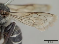 Coelioxys porterae by the Smithsonian. Used under a CC0 license.