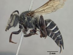 Coelioxys porterae by the Smithsonian. Used under a CC0 license.