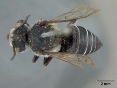 Coelioxys porterae by the Smithsonian. Used under a CC0 license.